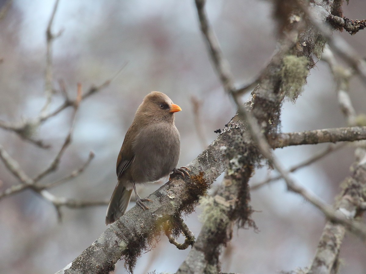 Great Parrotbill - Keith Valentine