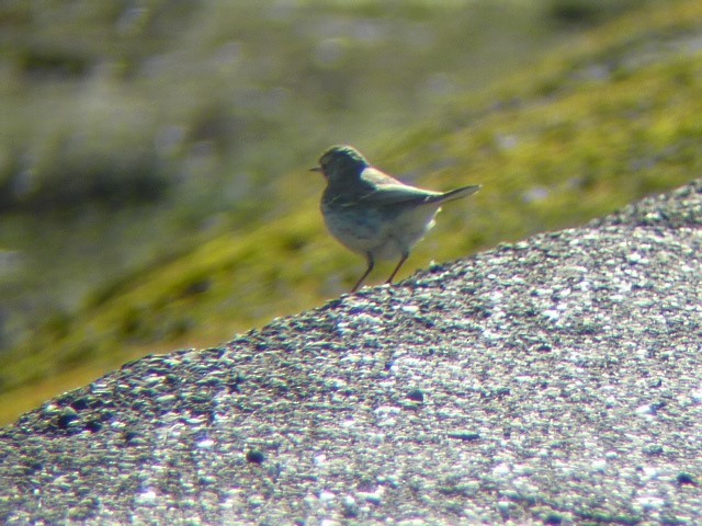 American Pipit (japonicus) - David Yee