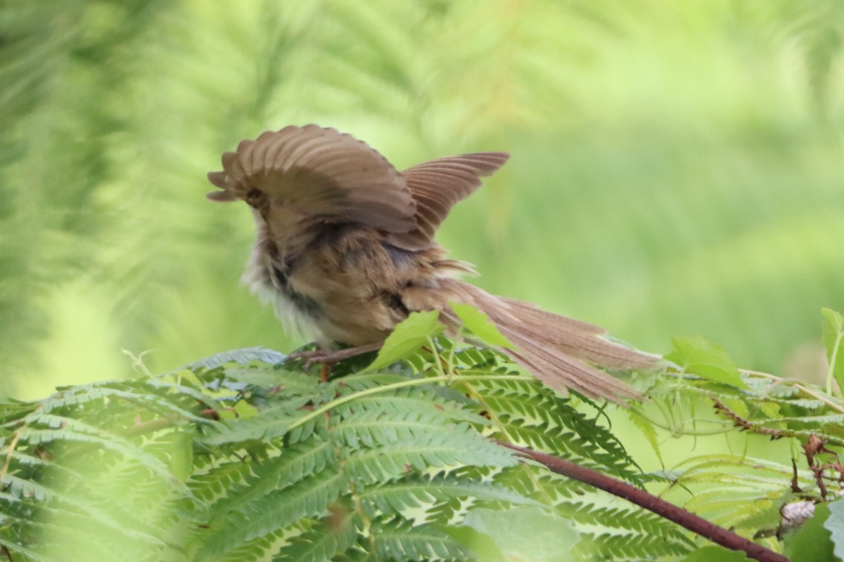 Tawny Grassbird - David Morrison