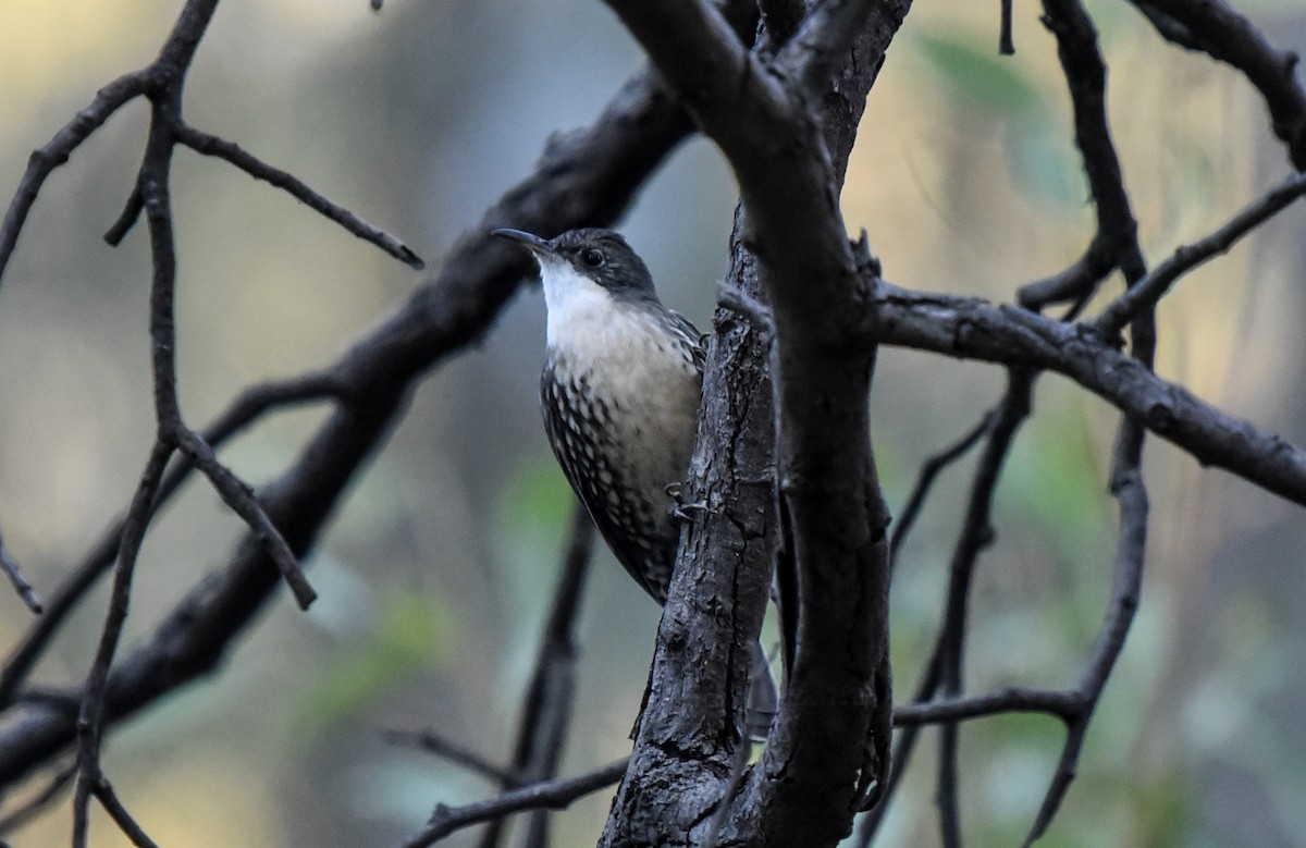 White-throated Treecreeper (White-throated) - ML618602734