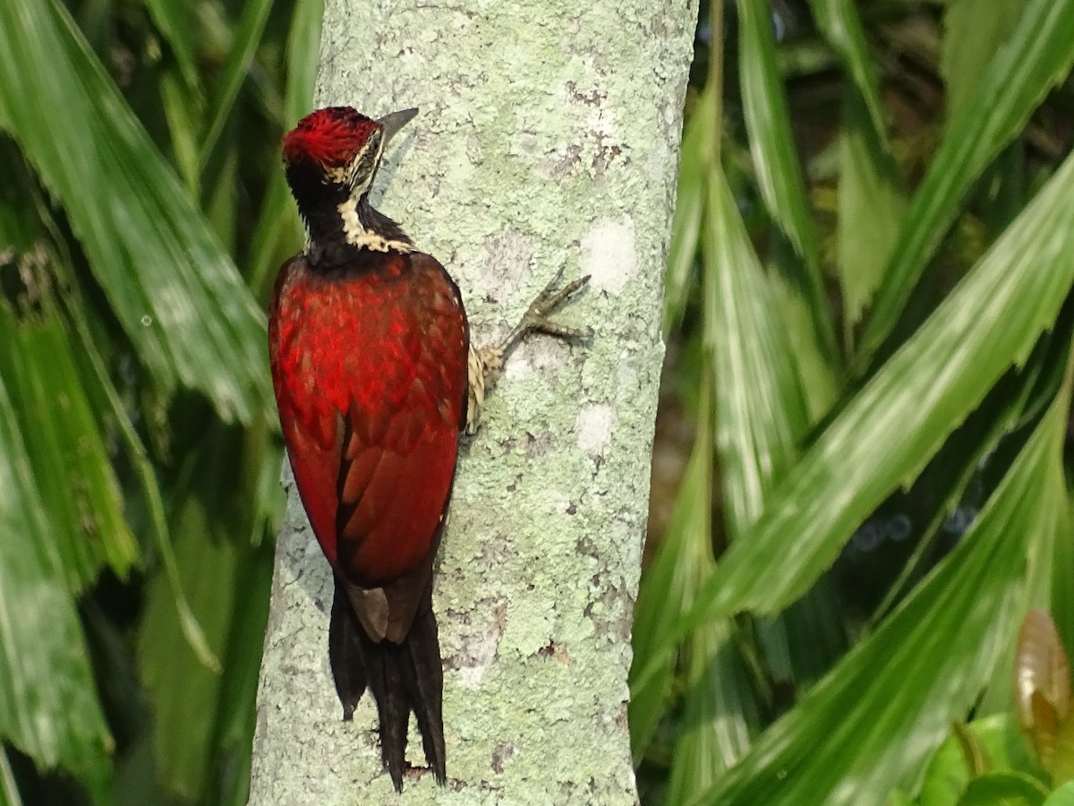 Red-backed Flameback - Sri Srikumar