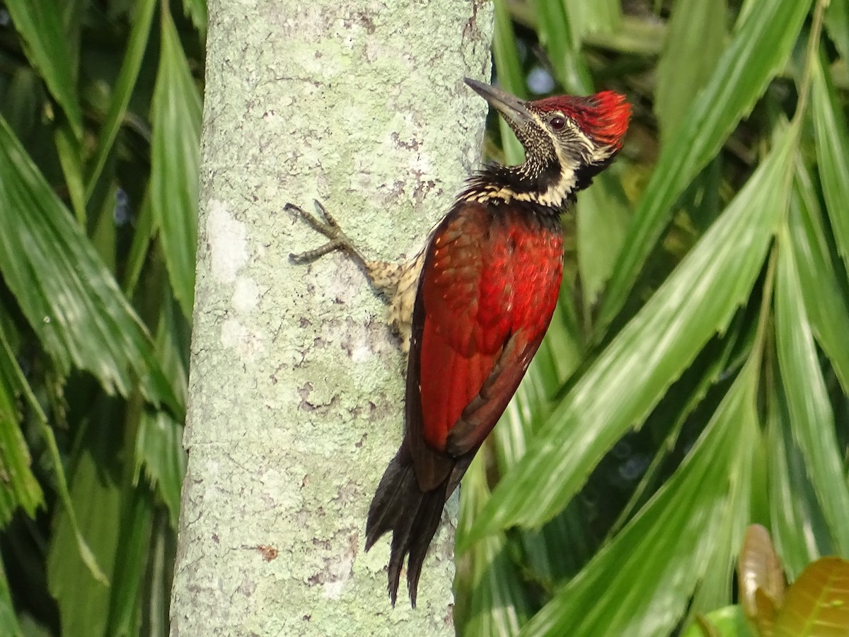 Red-backed Flameback - Sri Srikumar