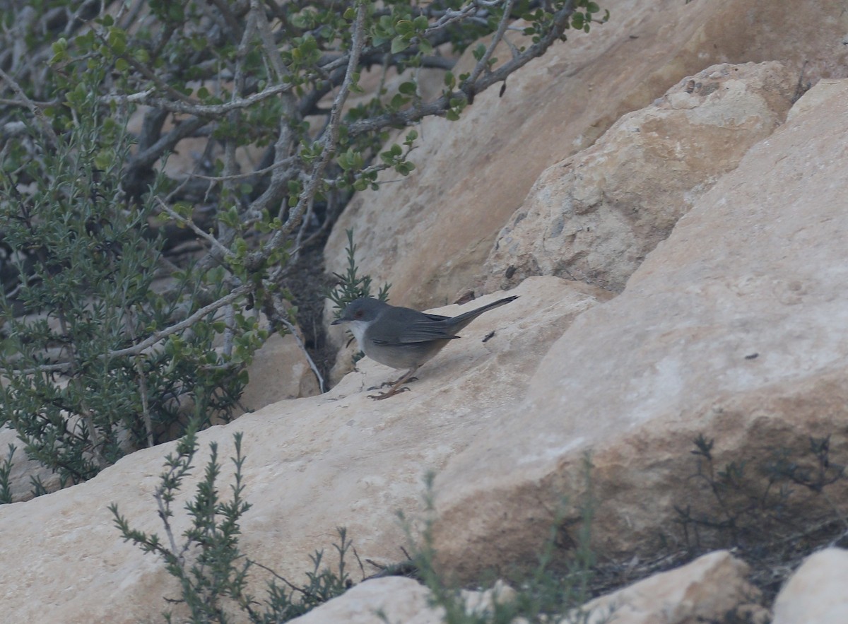 Sardinian Warbler - Kit Britten