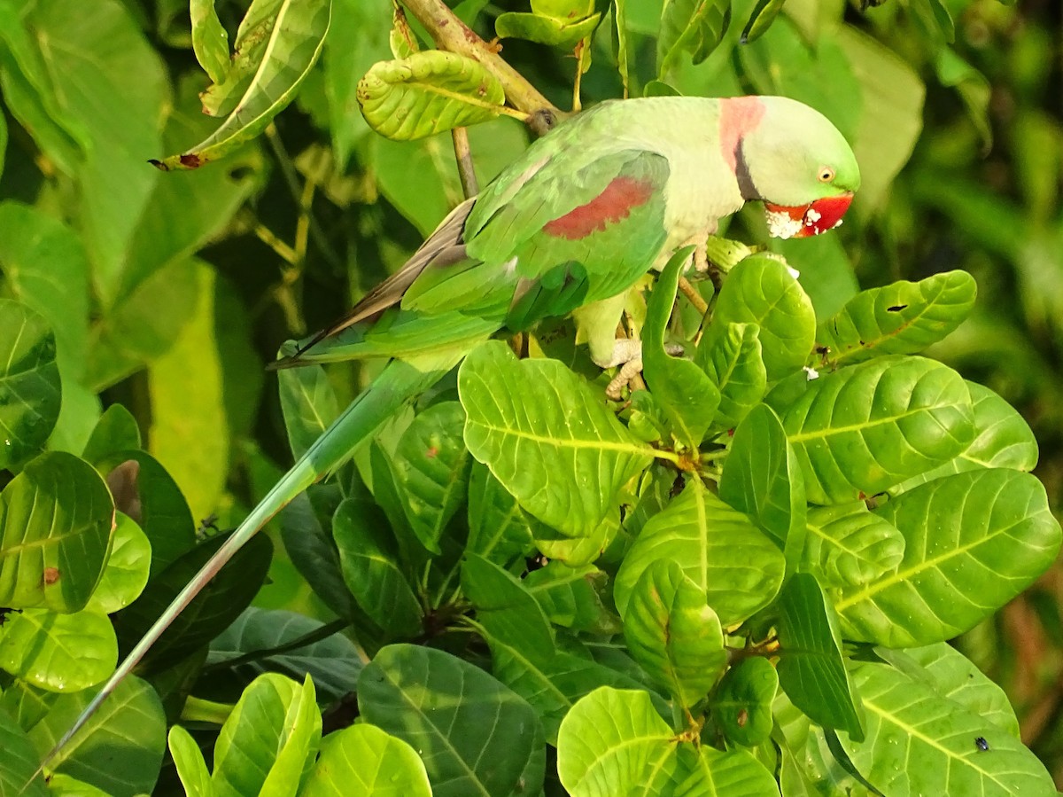 Alexandrine Parakeet - Sri Srikumar