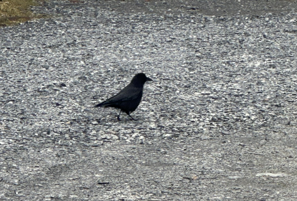 American Crow - ML618602841