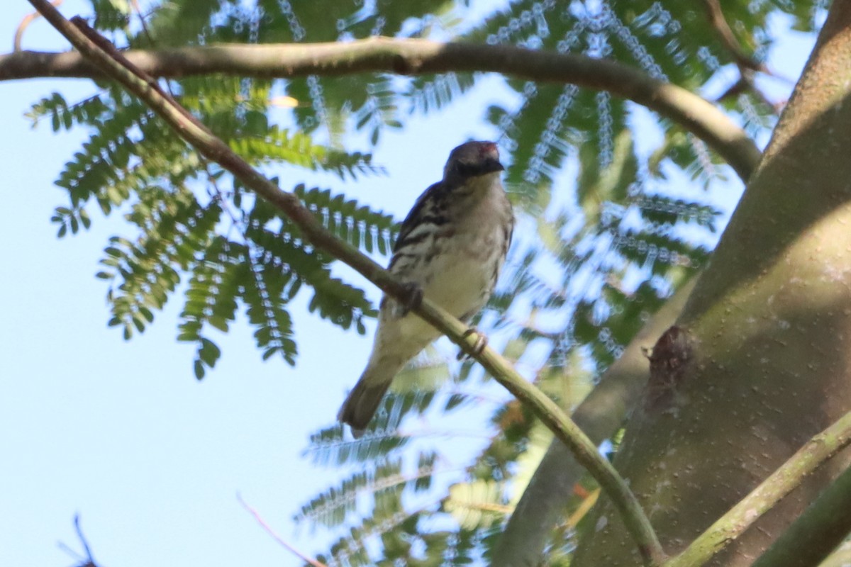 Visayan Rhabdornis - David Morrison