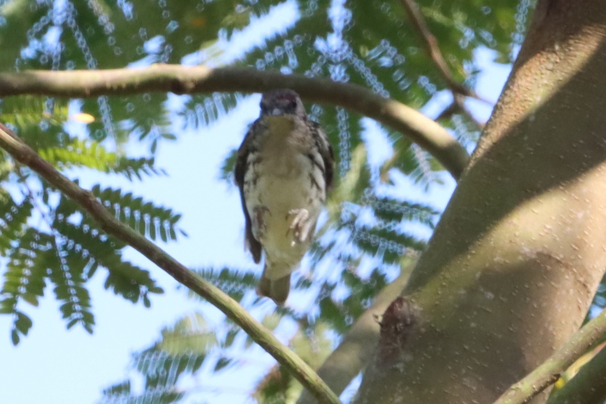 Visayan Rhabdornis - ML618602870