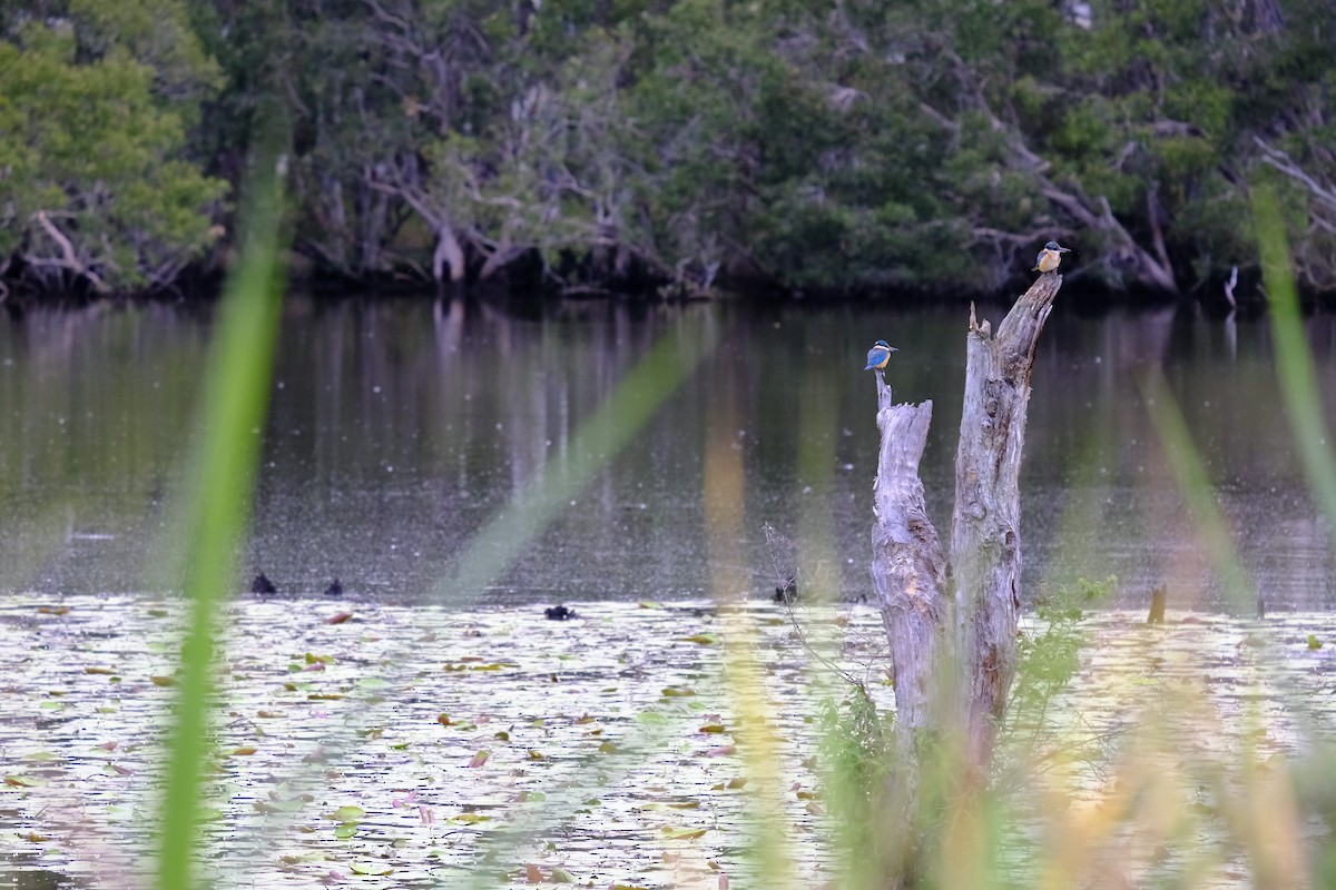 Sacred Kingfisher - Benjamin Honan