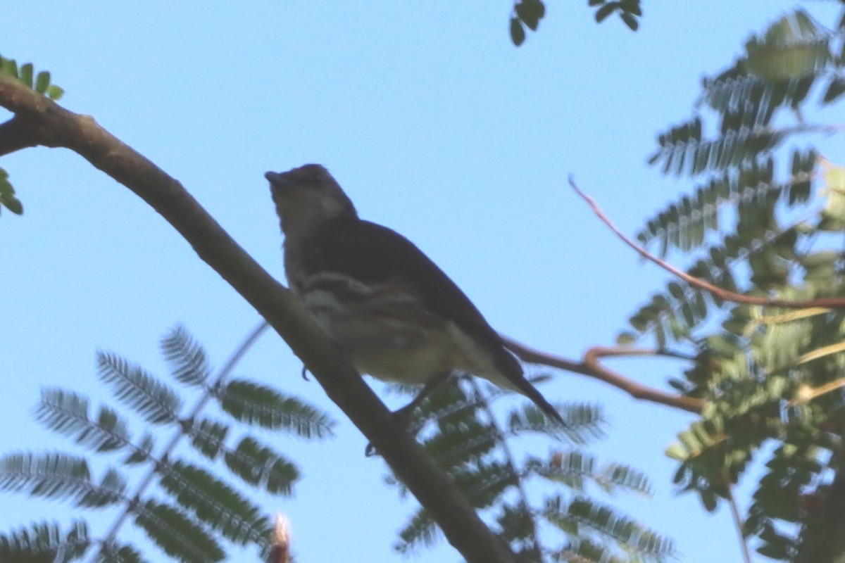 Visayan Rhabdornis - David Morrison