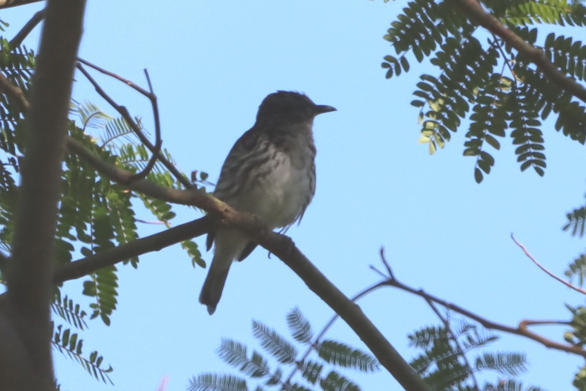 Visayan Rhabdornis - David Morrison