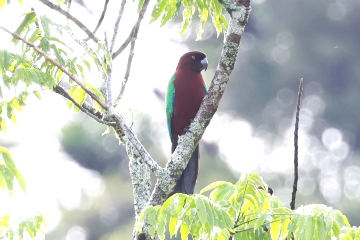 Фиджийский попугай-арлекин - ML618602909