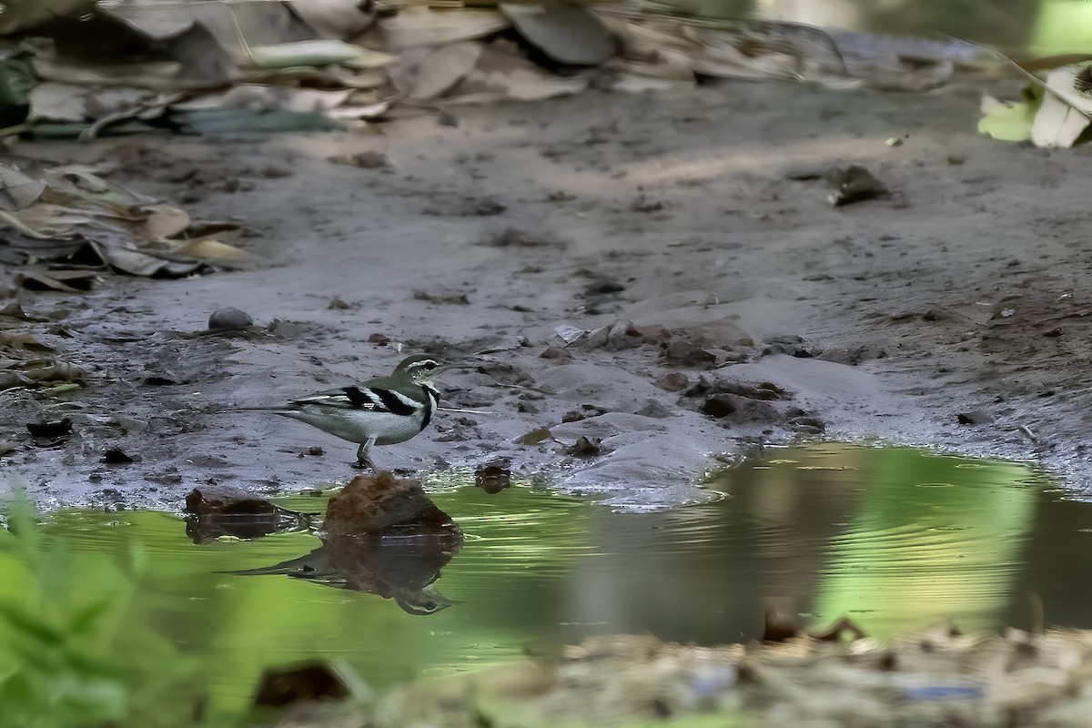 Forest Wagtail - ML618602950