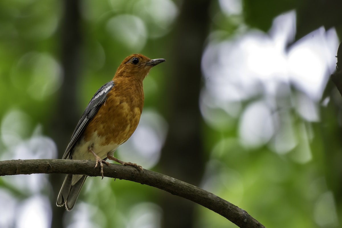 Orange-headed Thrush - ML618602973