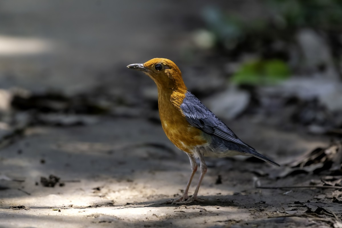 Orange-headed Thrush - ML618602974