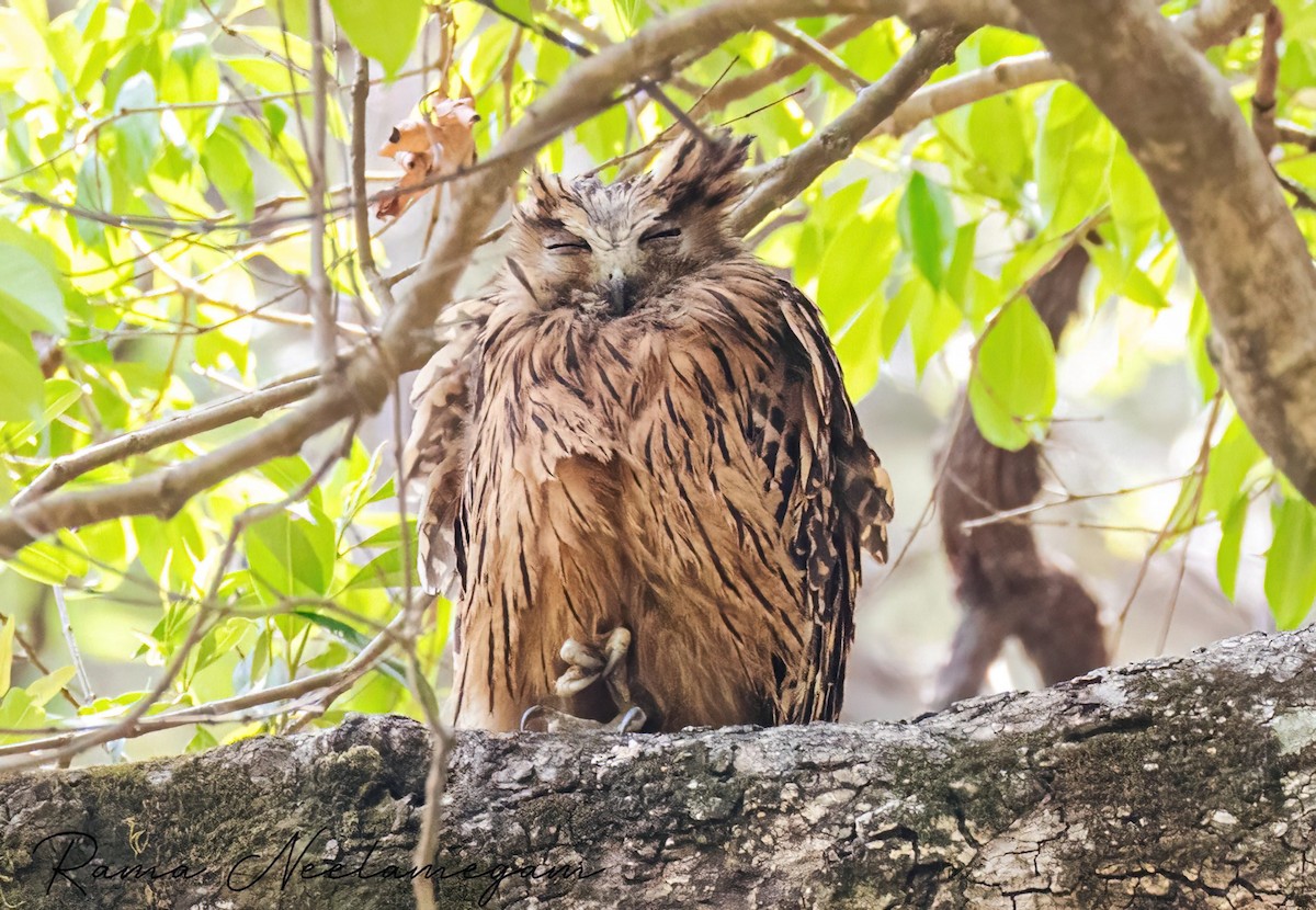 Tawny Fish-Owl - Rama Neelamegam