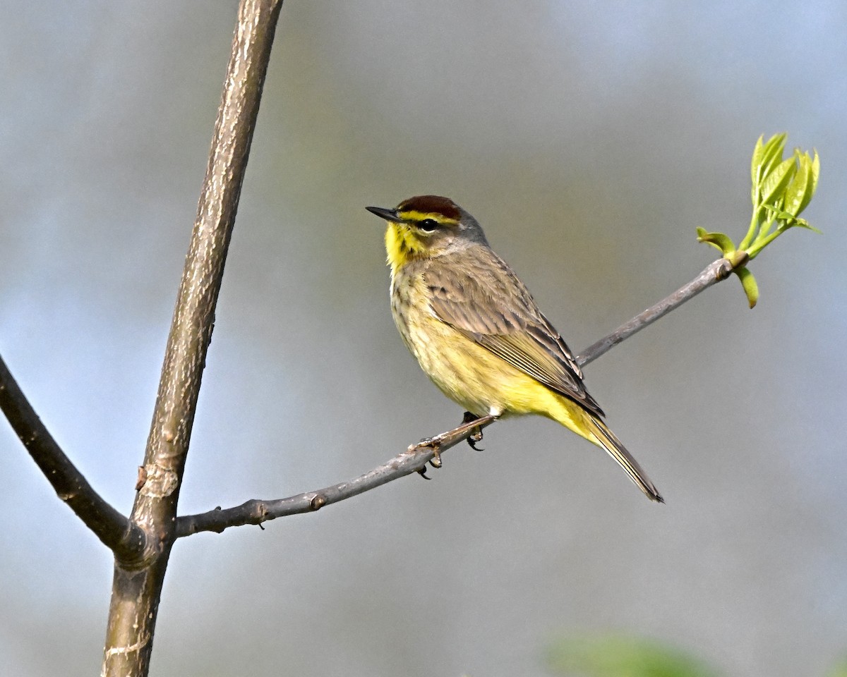 Palm Warbler - Cliff Hodge