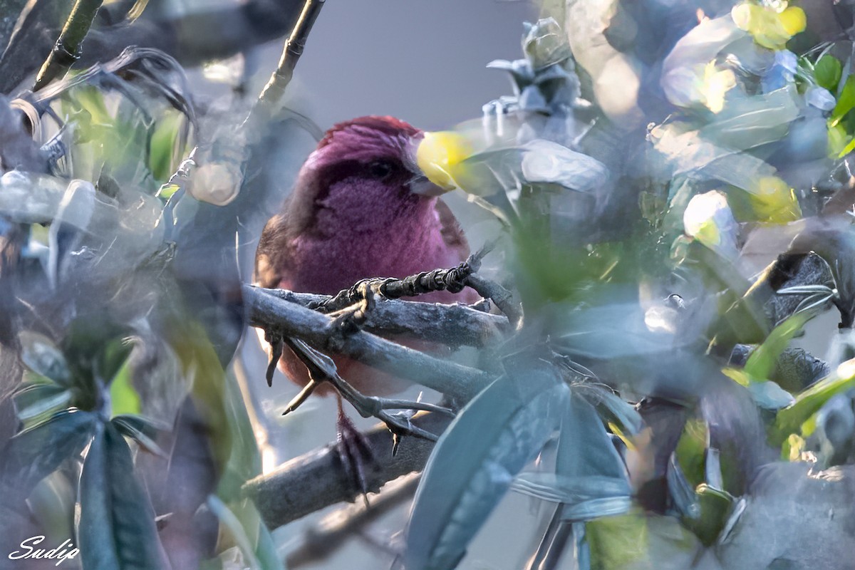 Pink-browed Rosefinch - Sudip Ghosh