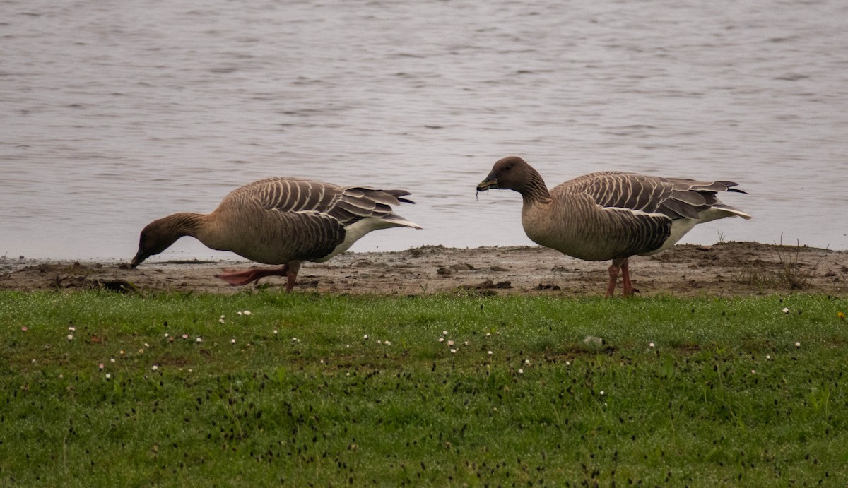 Pink-footed Goose - ML618603084