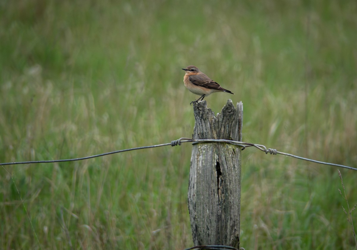 Northern Wheatear - ML618603086