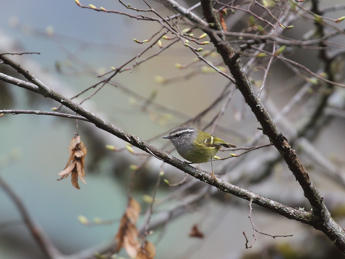 Ashy-throated Warbler - Keith Valentine