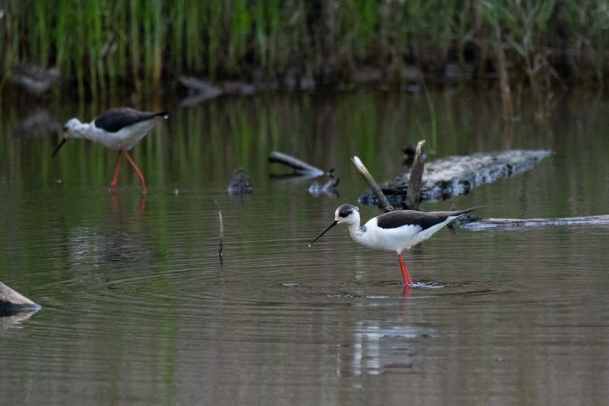 Black-winged Stilt - ML618603121