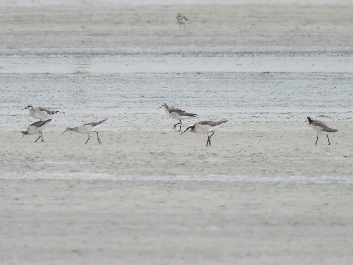 Wilson's Phalarope - Bradley Evans