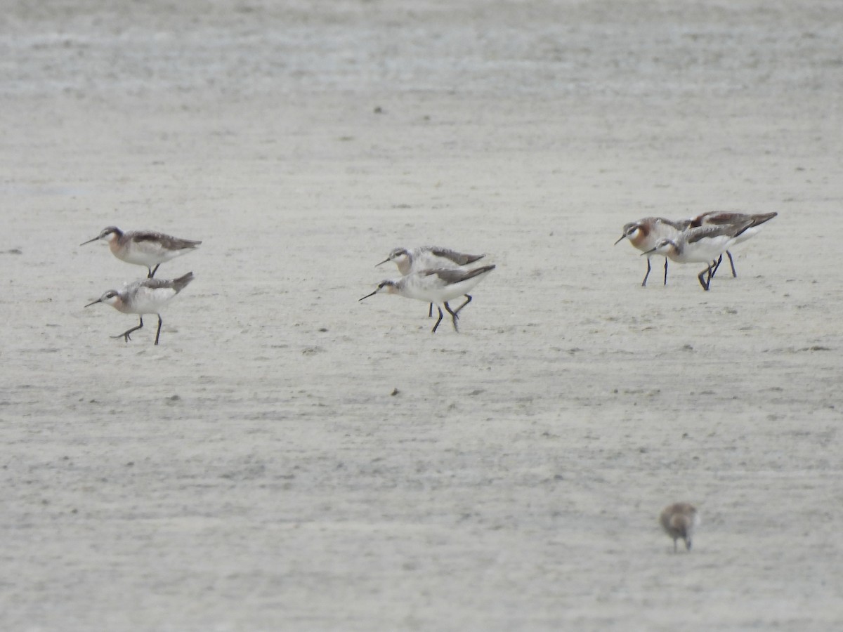 Wilson's Phalarope - Bradley Evans