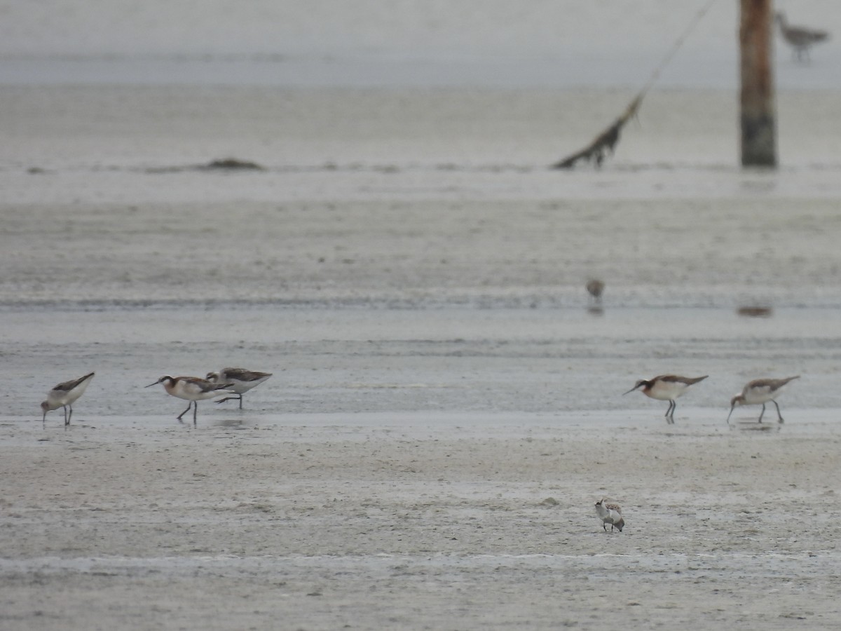 Phalarope de Wilson - ML618603144