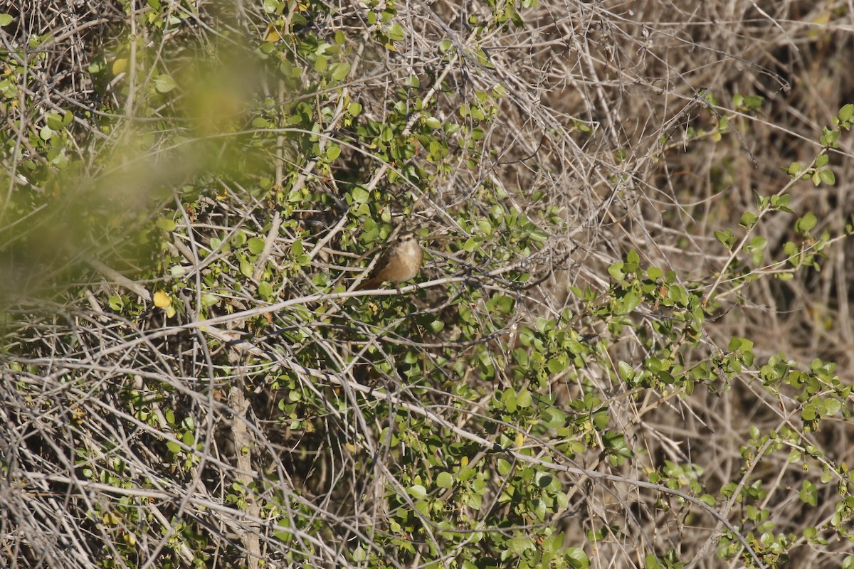 Common Redstart - Kit Britten