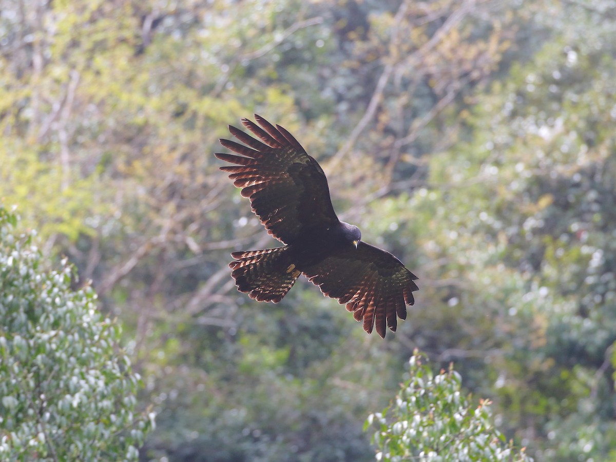 Black Eagle - ML618603151