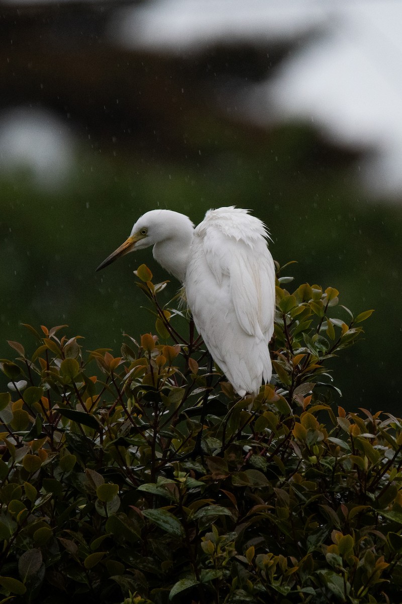 Medium Egret - Sangyoon Lee