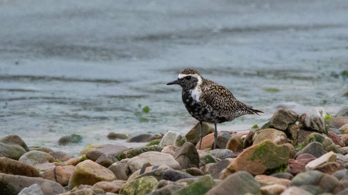 Chorlito Dorado Siberiano - ML618603160