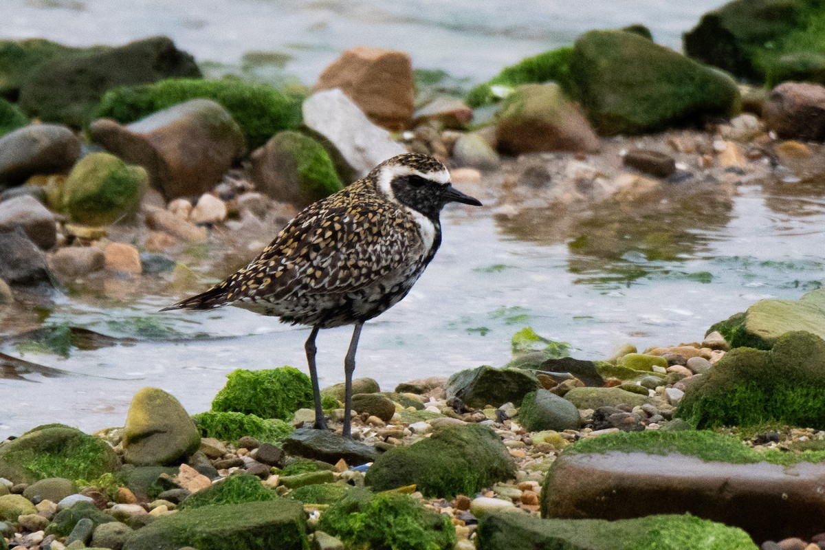 Chorlito Dorado Siberiano - ML618603161