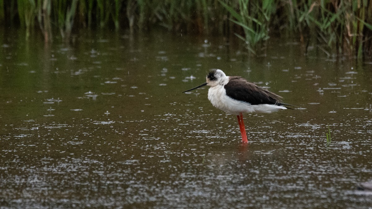 Black-winged Stilt - ML618603184