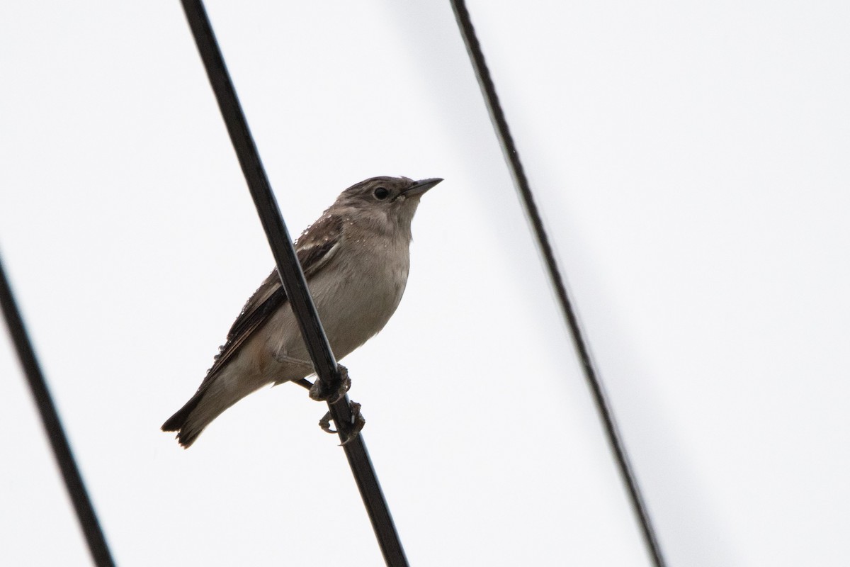 Daurian Starling - ML618603189