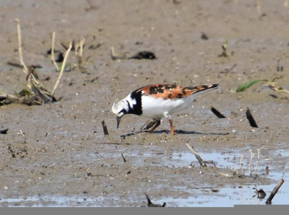 Ruddy Turnstone - ML618603196