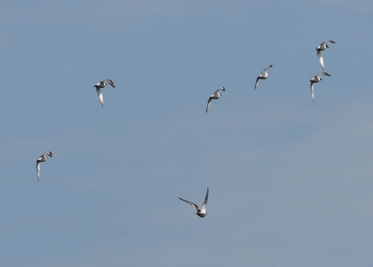 Ruddy Turnstone - ML618603197