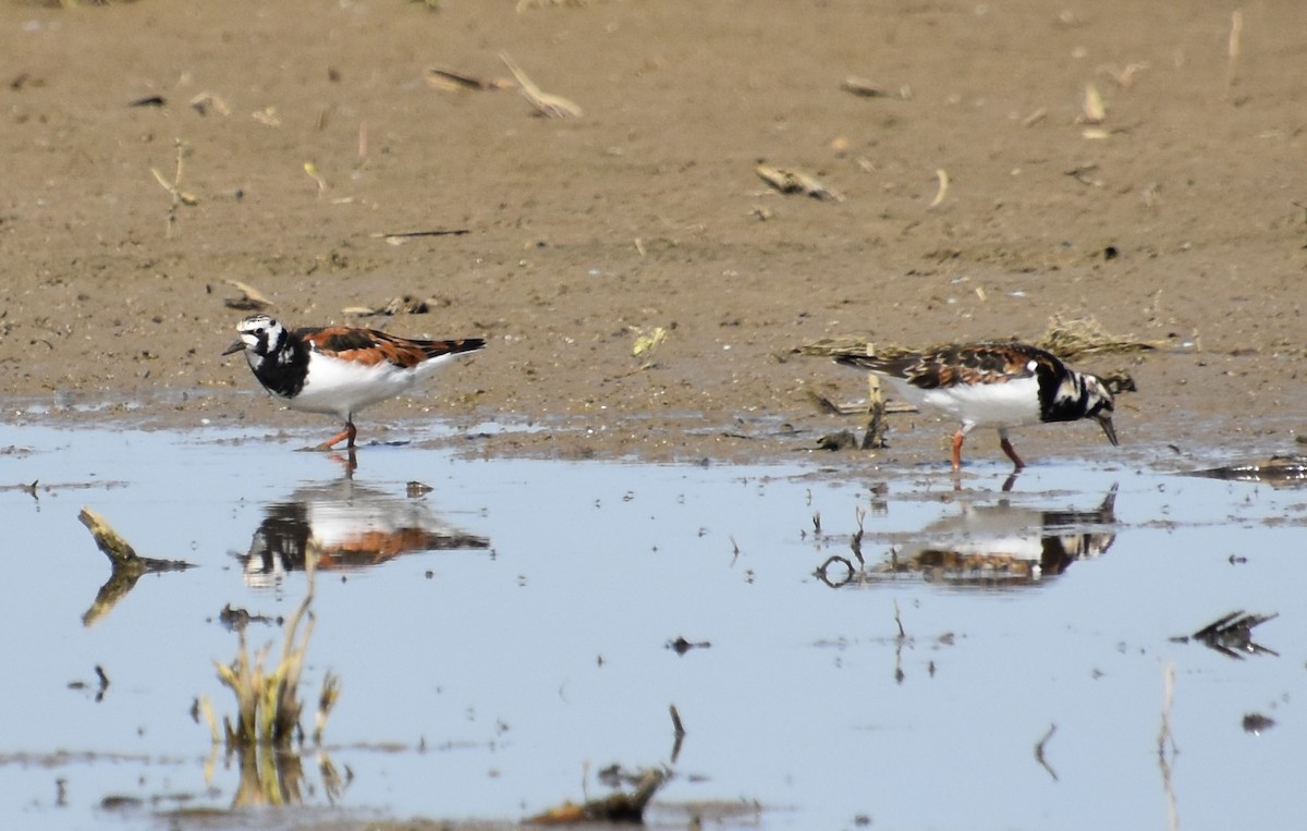 Ruddy Turnstone - ML618603198