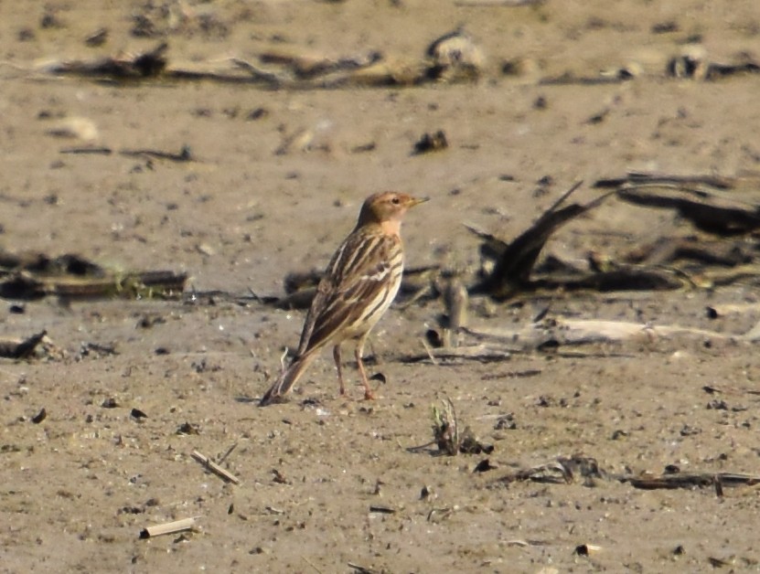 Red-throated Pipit - ML618603202