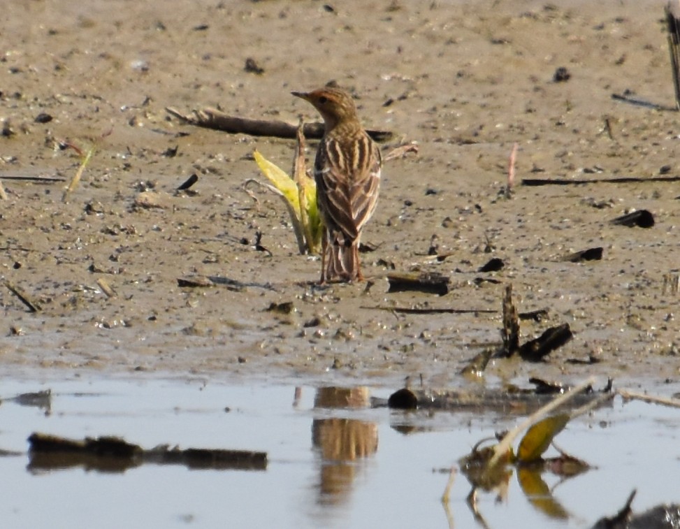 Red-throated Pipit - ML618603203