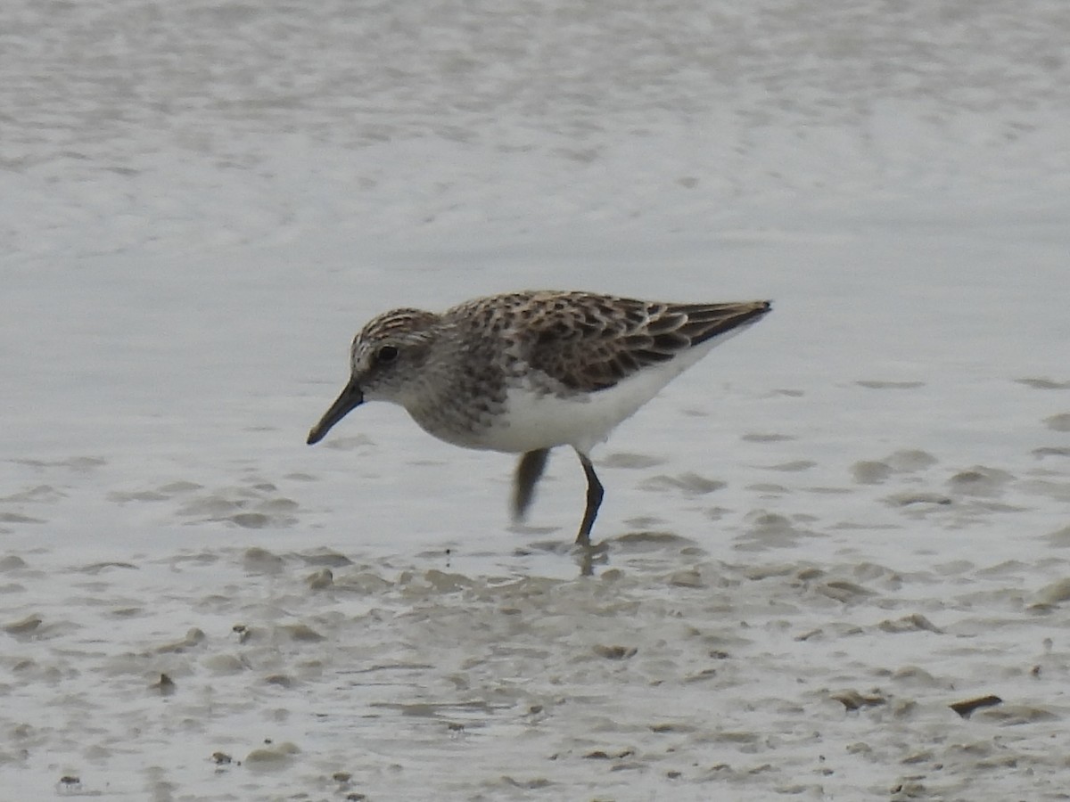 Semipalmated Sandpiper - ML618603205