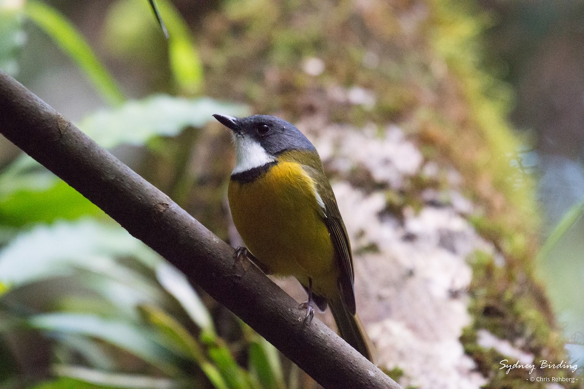 New Caledonian Whistler - Chris Rehberg  | Sydney Birding