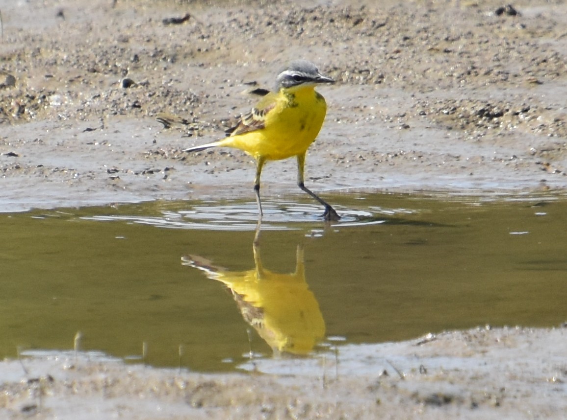 Western Yellow Wagtail - ML618603213