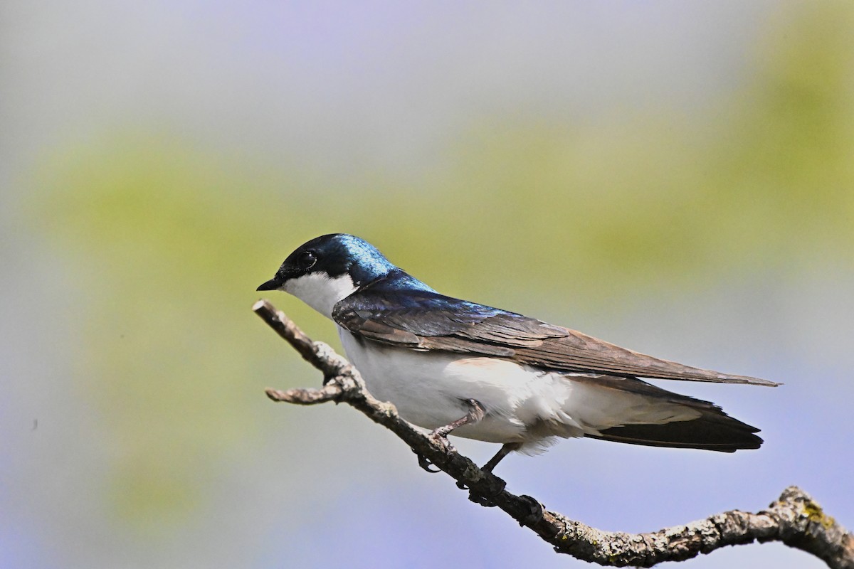 Tree Swallow - ML618603248