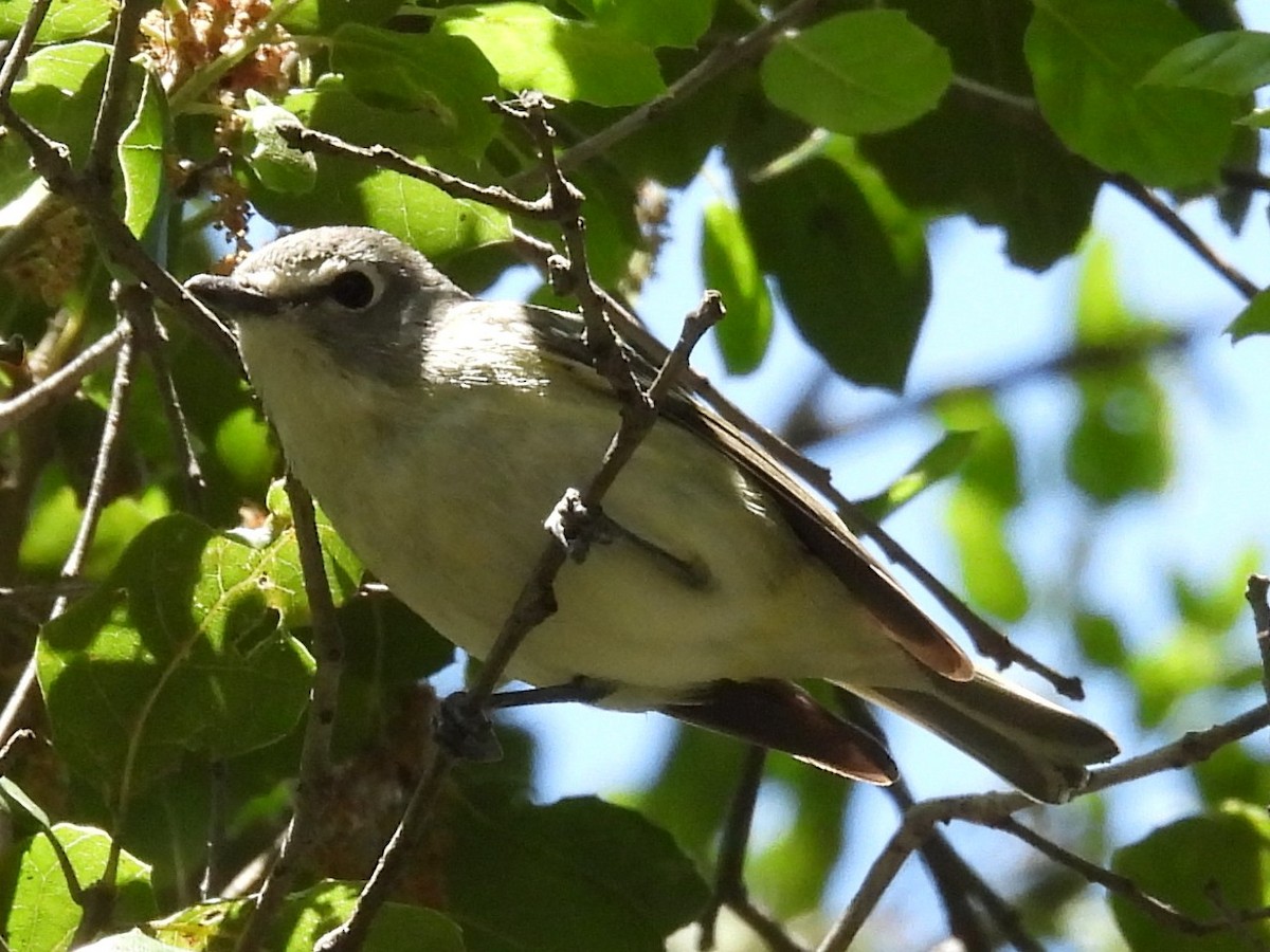 Cassin's Vireo - ML618603272