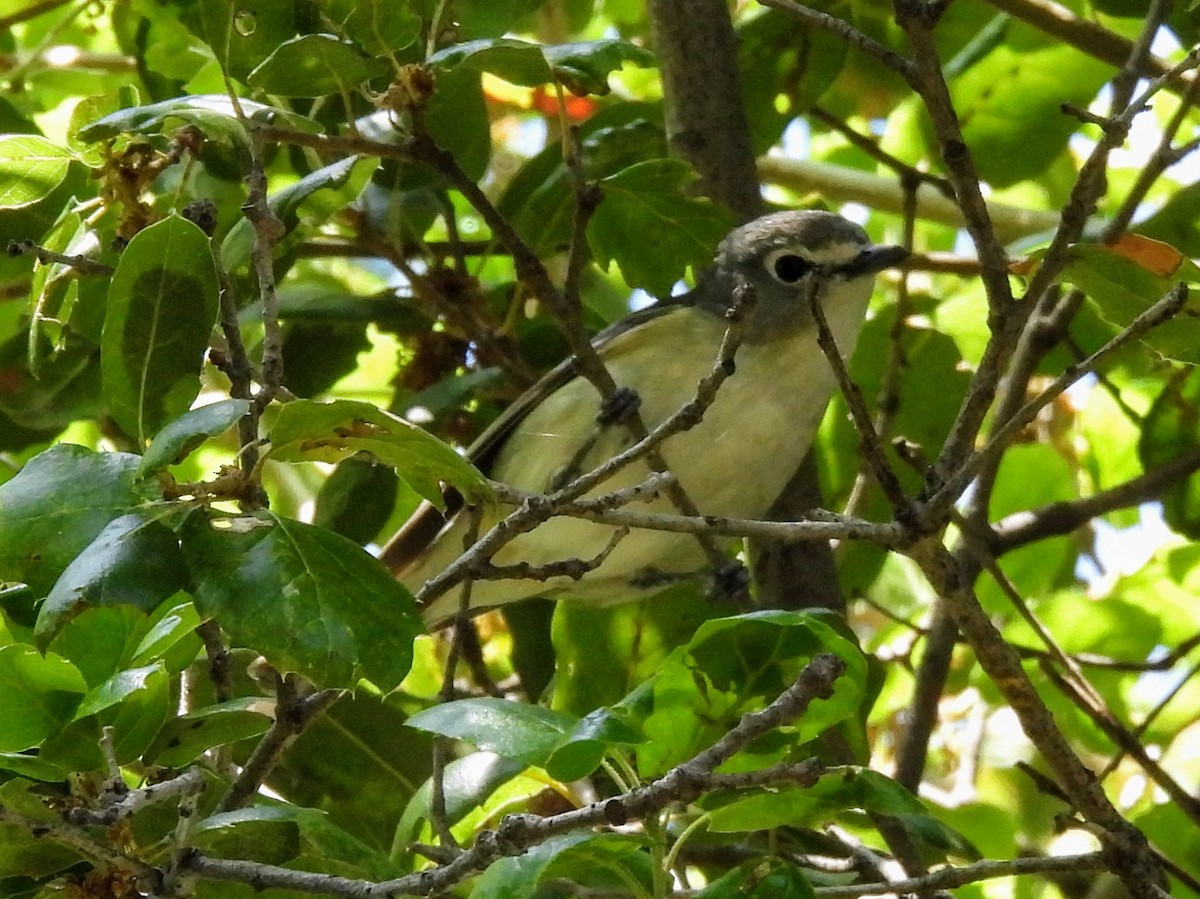 Cassin's Vireo - ML618603275