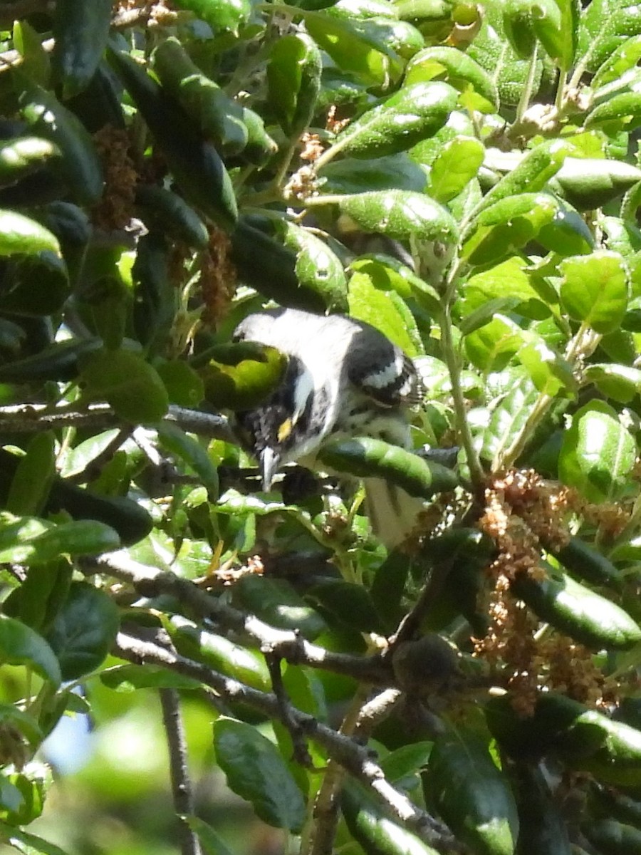 Black-throated Gray Warbler - ML618603296