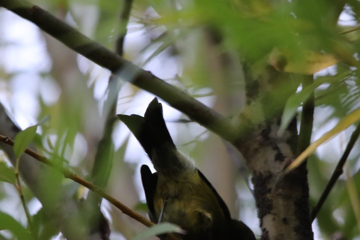 New Zealand Bellbird - A Xiong