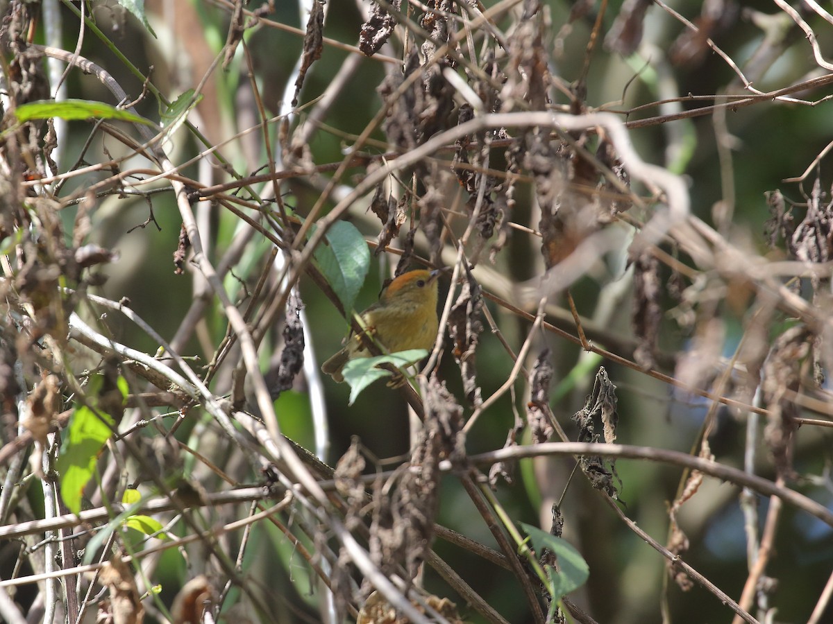 Rufous-capped Babbler - Keith Valentine