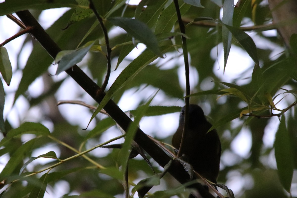 New Zealand Bellbird - A Xiong